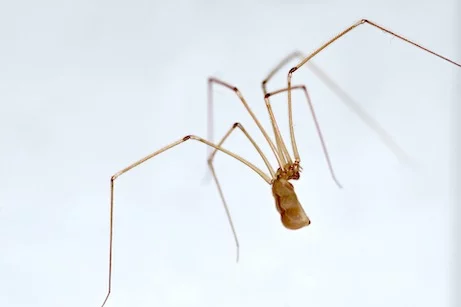 How dangerous are the spiders in Albuquerque homes?