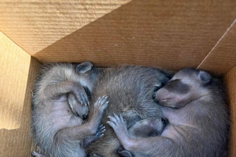 baby Raccoons in box