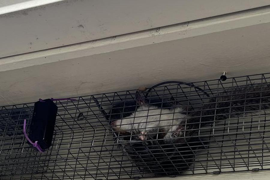Opossum in Attic in Cage