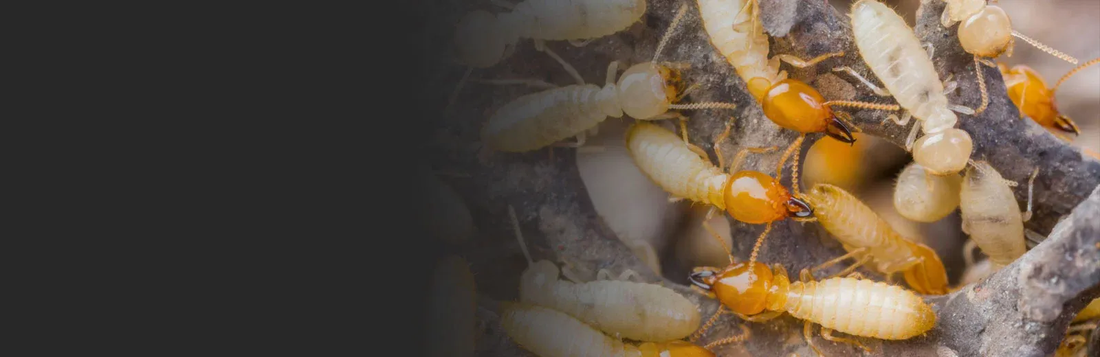 Termites on wood