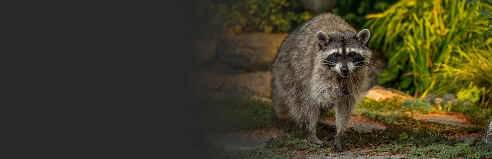 Wildlife control, raccoon in yard