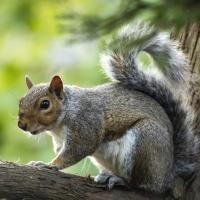 gray squirrel in texas