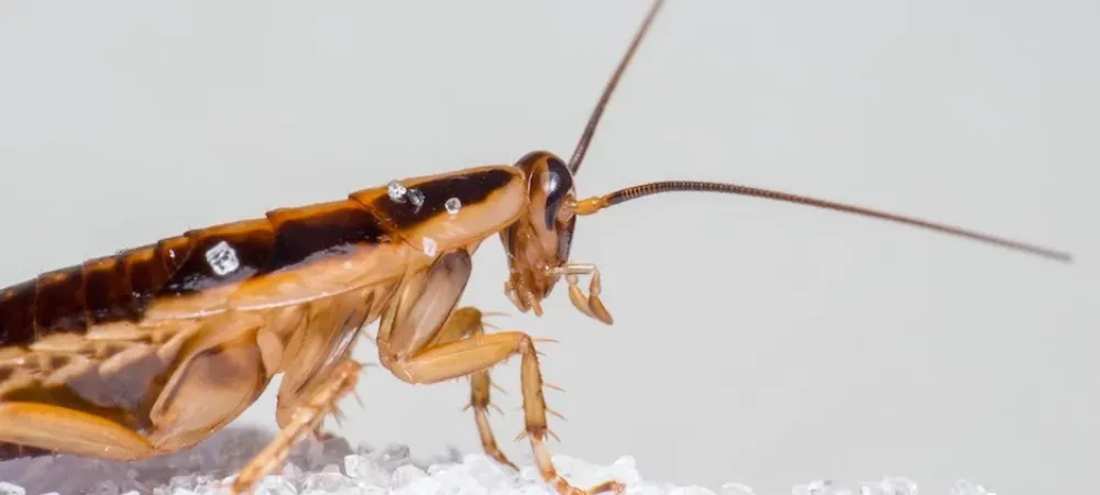 Cockroaches in Texas