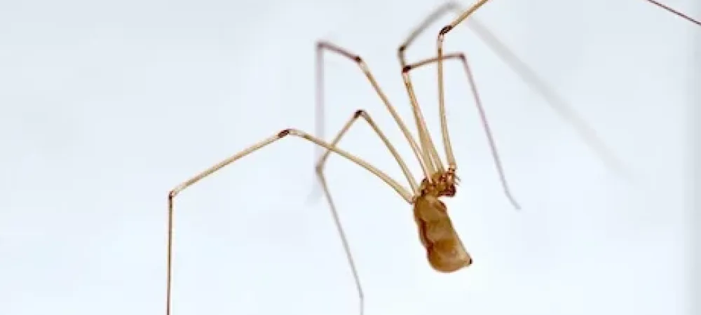 Common House Spiders in Southern California - Facility Pest Control