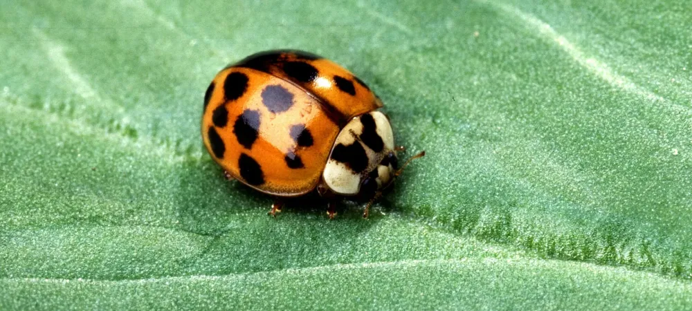 ladybug