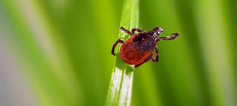 Tick in Texas