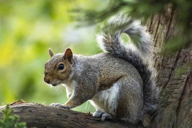 Gray Squirrel on Tree